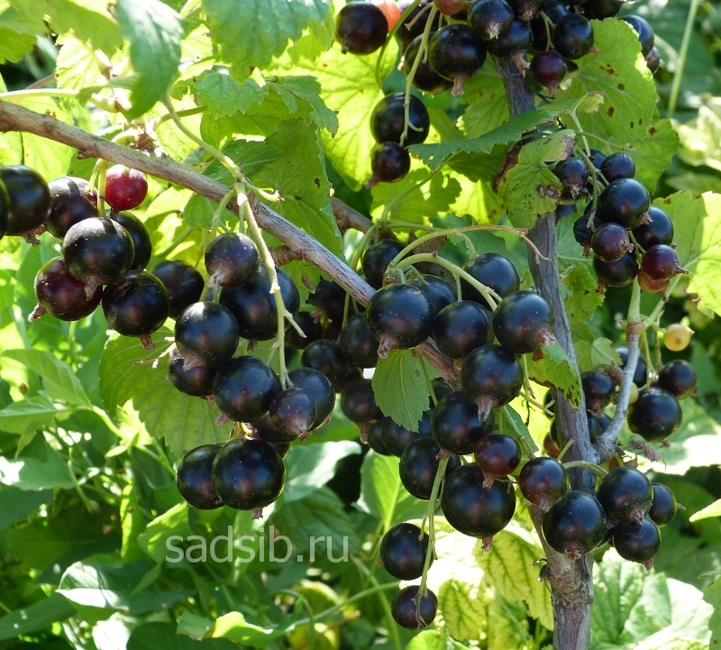Смородина черная Калиновка: ягоды