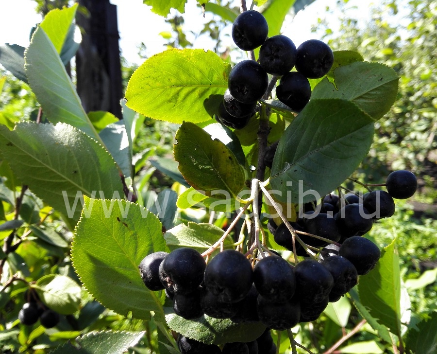 Черноплодная Рябина (Арония): ягоды