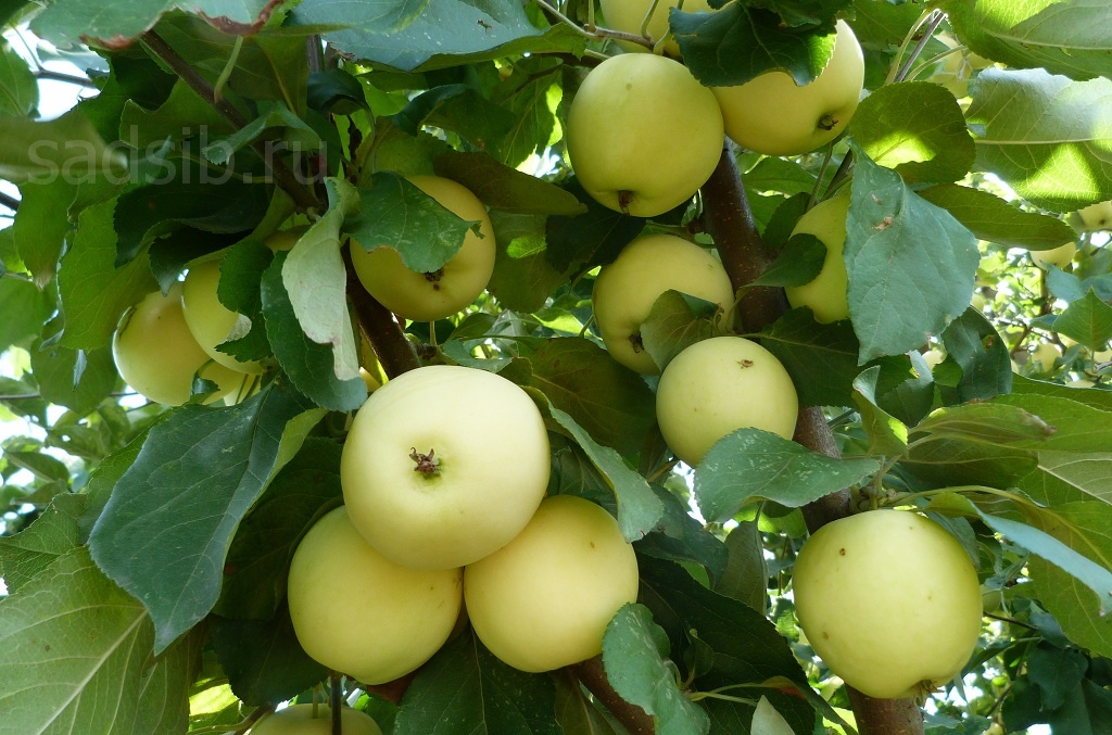 Яблоня Полукультурка Юнга: плоды