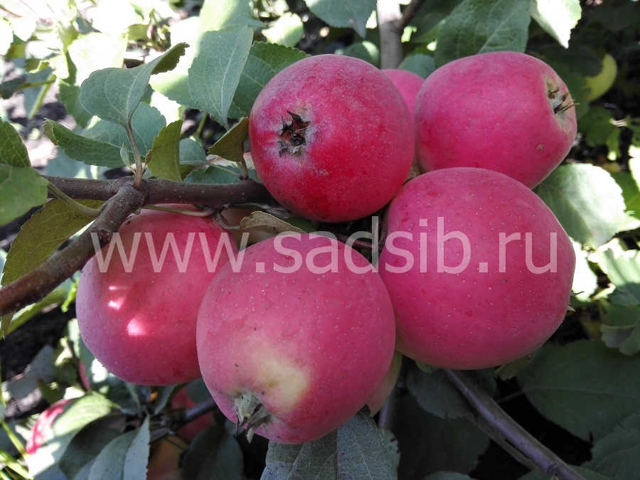 Саженцы яблони полукультурки в Новосибирске