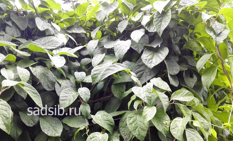 Лимонник