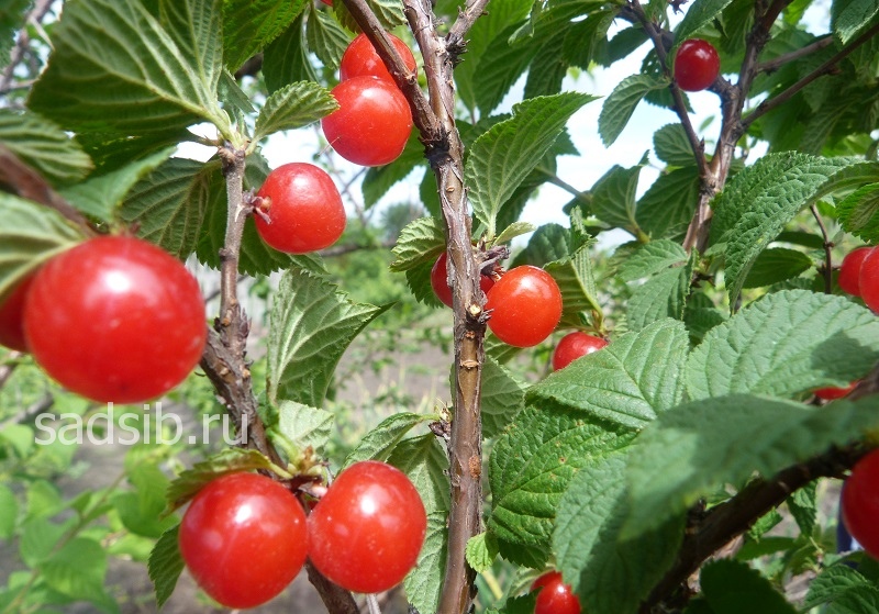 Вишневое дерево с ягодами новосибирским летом