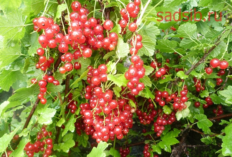 Куст красной смородины