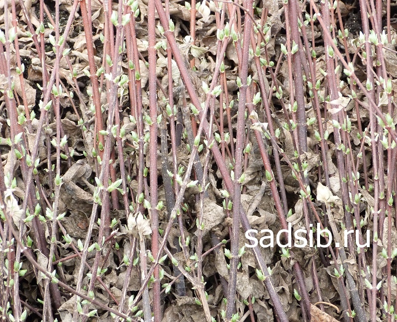 Саженцы чубушника (жасмина) Вирджинал ранней весной
