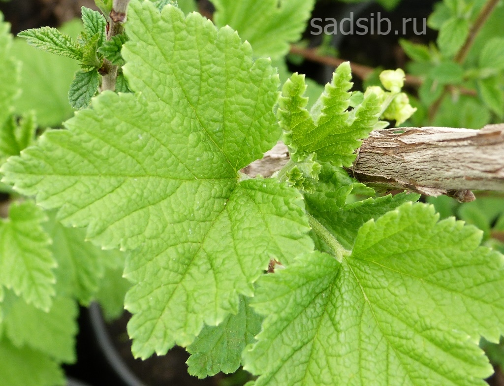 Листья саженца красной смородины