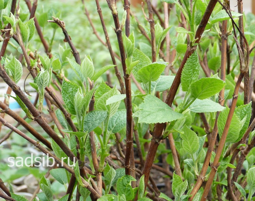 Саженцы гортензии с новыми листьями весной
