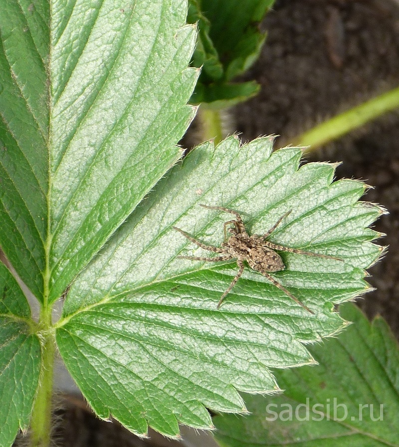 Маленький паук сидит на листе саженца земляники