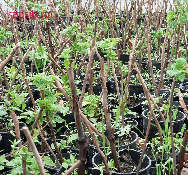 Саженцы малины выпускают первые листья весной