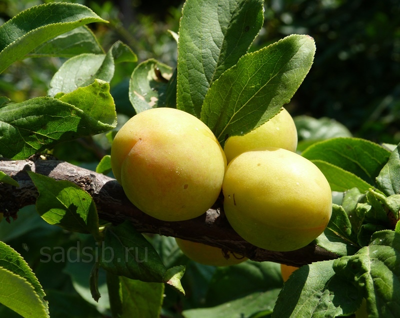 Плоды на взрослом дереве сливы Желтая Хопты 