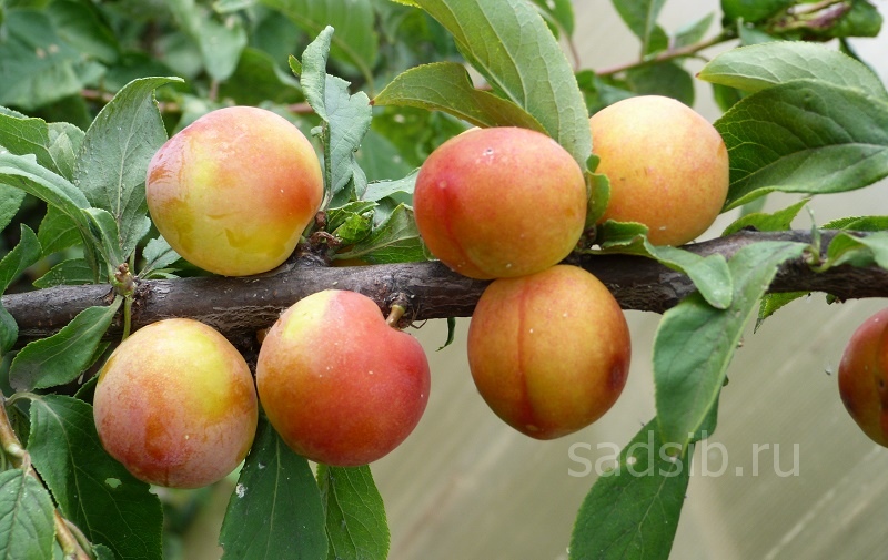 Созревающие плоды на взрослом дереве сливы Юбилейная