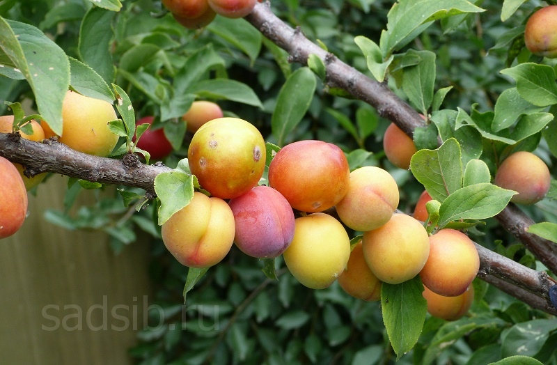 Созревающие плоды на взрослом дереве сливы