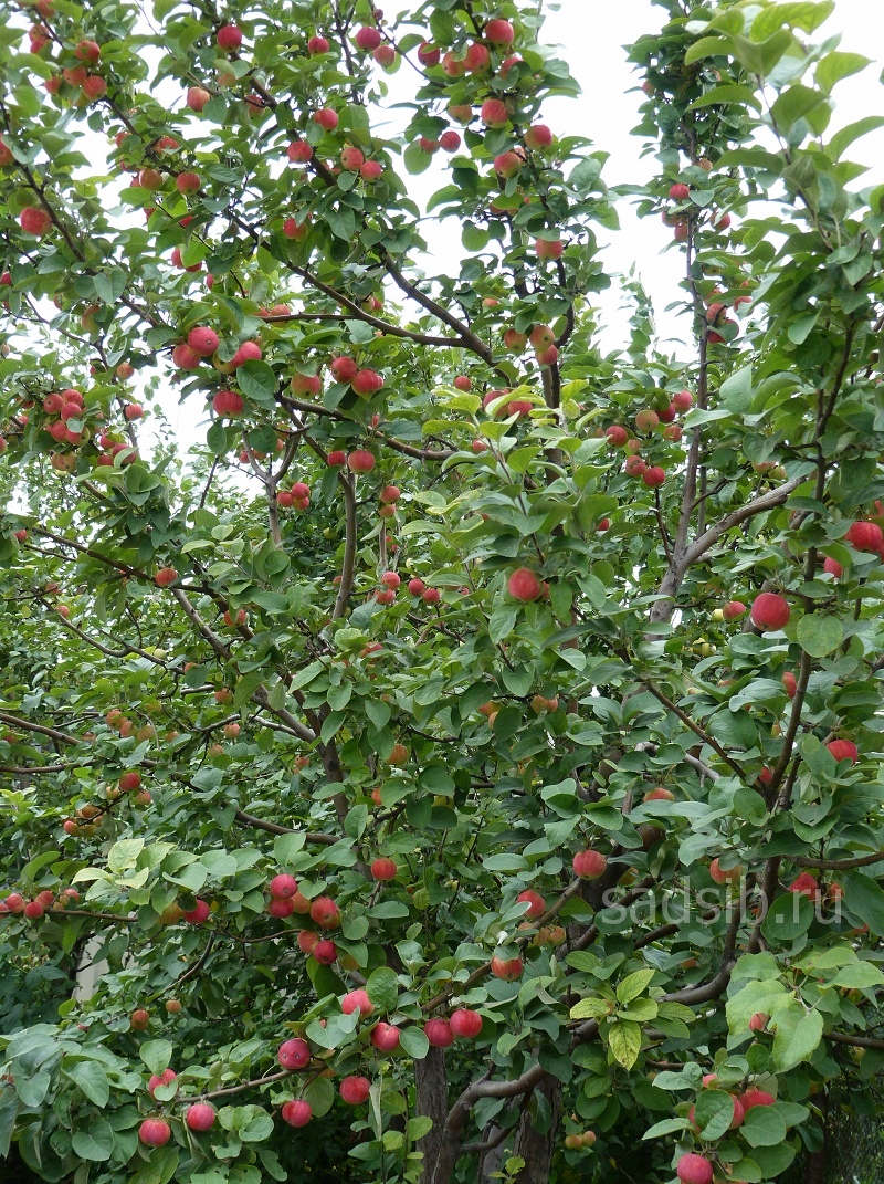 Дерево яблони полукультурки
