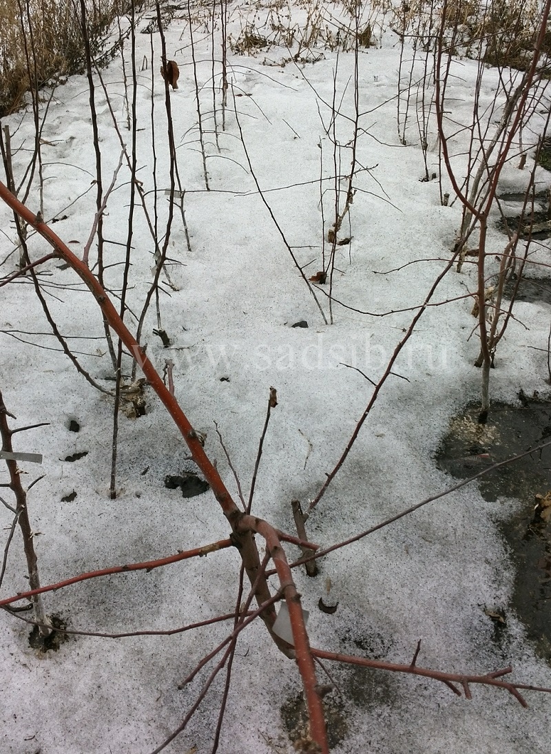 Саженцы сливы и яблони полукультурки в последнем снегу