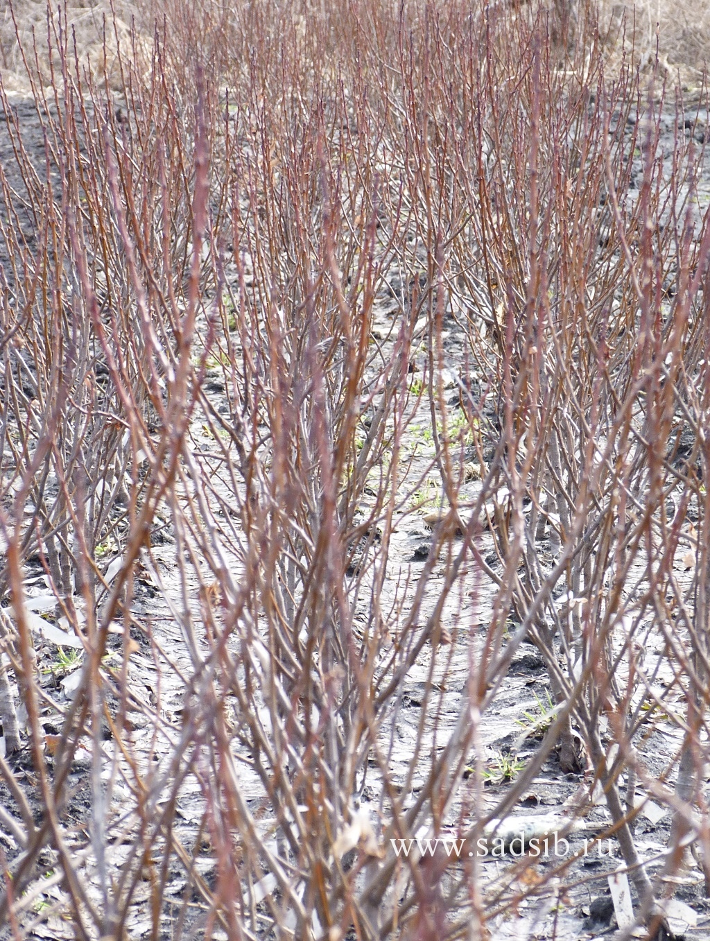 Грядка с саженцами плодовых деревьев после схода снега ранней весной